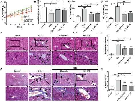 Figure 1 From Mogroside Ive Attenuates Experimental Liver Fibrosis In