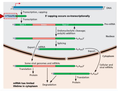 Lecture Processing Of Viral Pre Mrna Flashcards Quizlet