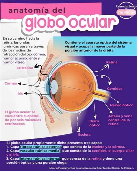 Anatomía del Globo Ocular YUDOC ORG uDocz