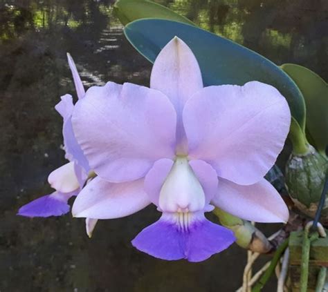 Cattleya walkeriana coerulea Carmenx BR 001 Orquidário Florália