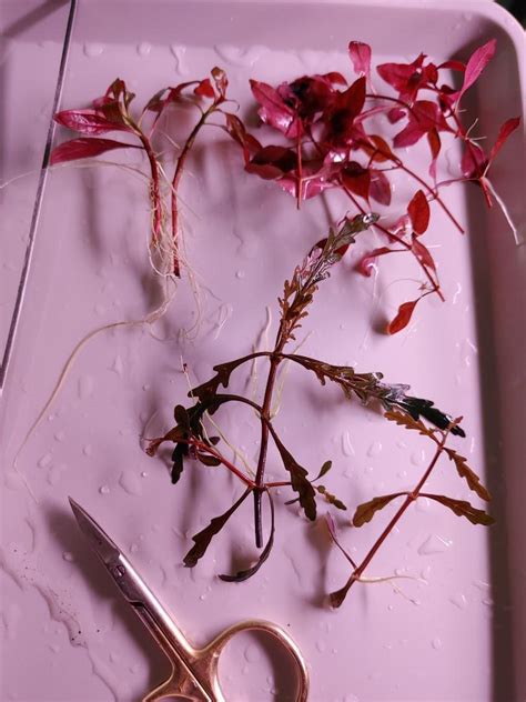 Aquatic Plant Hygrophila Pinnatifida Furniture And Home Living