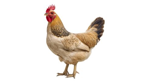 Hen Pngs For Free Download