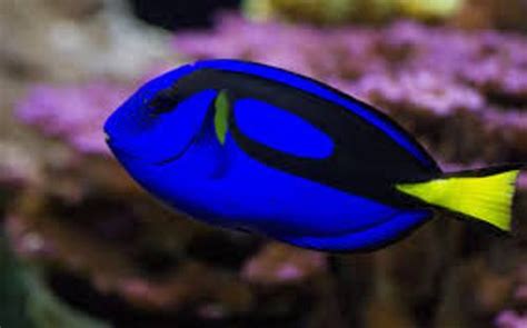 10 Facts about Blue Tang Fish | Fact File