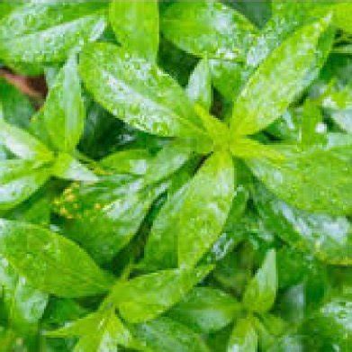 Photographic image of A. paniculata | Download Scientific Diagram