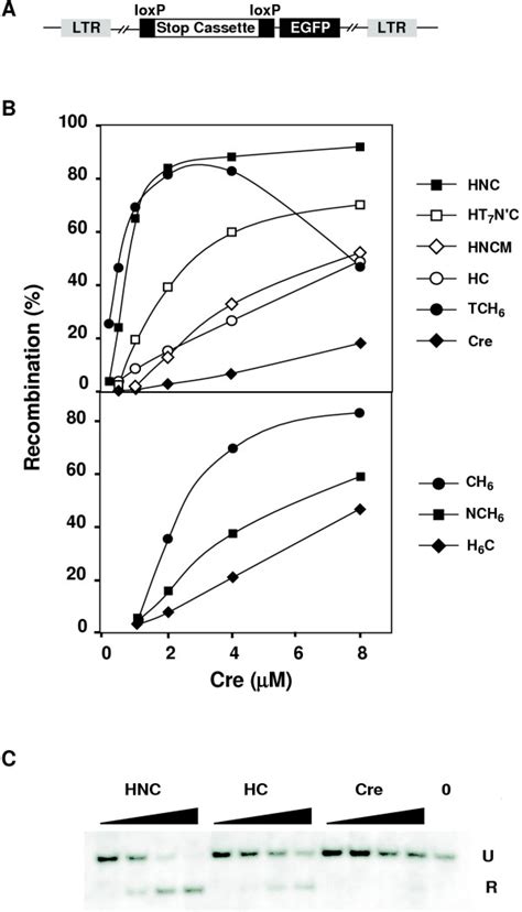 Cre Mediated Recombination In Cultured Cells A Structure Of The