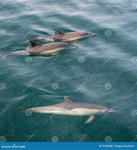 Group Of Dolphins Underwater Swimming In The Ocean Stock Photo Image