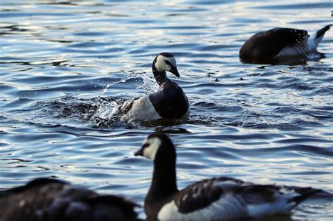 Gansos Blancos Y Negros Nadan En El Lago Y Salpicaduras De Agua Foto