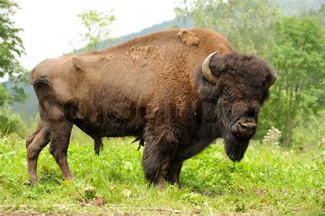 Large Male Of Bison In The Forest Stock Image Colourbox