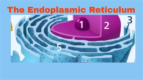 Rough Endoplasmic Reticulum – Telegraph