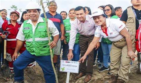 Más de 600 000 árboles plantados en más de 150 distritos del país