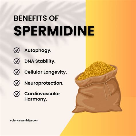 Spermidine Your Cellular Fountain Of Youth Science Samhita