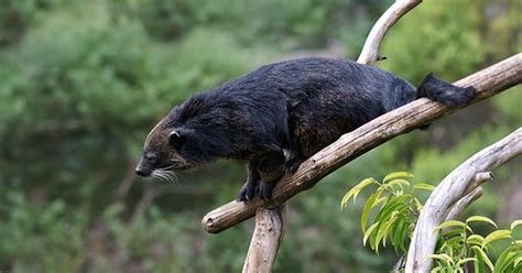 Philippine Mammals Treasure Troves Philippine Mammals