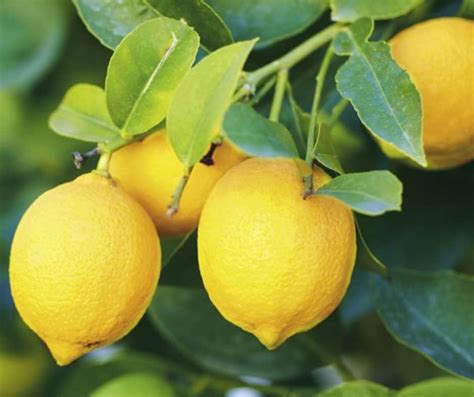 20 Varieties And Types Of Lemons From All Over The World Morflora