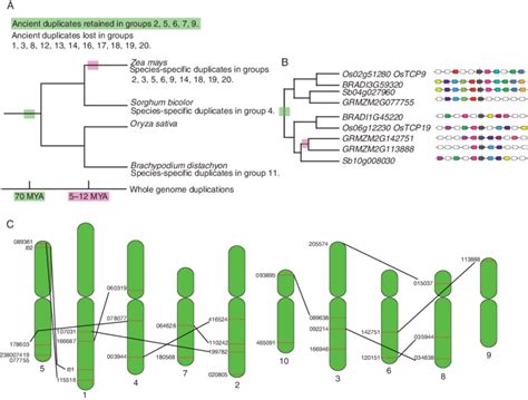 Events Of Whole Genome Duplication Wgd That Drove The Expansion Of