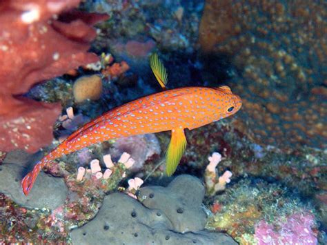 ماهی هامور قرمز؛ خال قهوه ای سفید حاوی فسفر پتاسیم Fish آراد برندینگ
