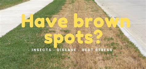 Identifying Heat Stress In A Yard Chorbie Home Services