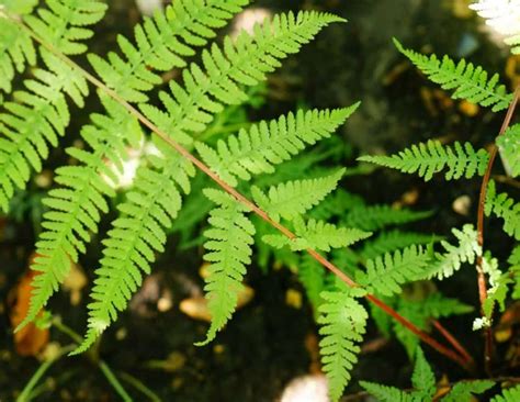 Athyrium Filix Femina Var Angustum Lady In Red Lady Fern