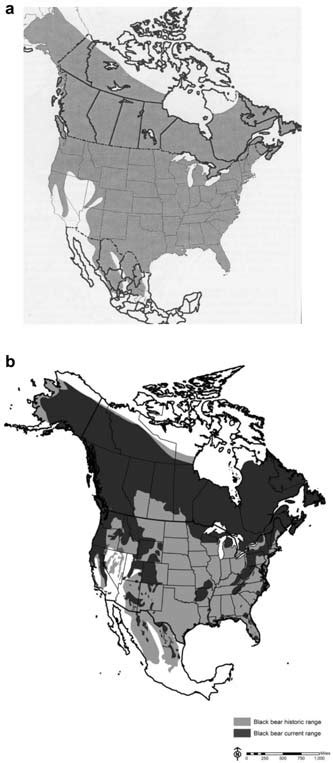 Historical Distribution Of The American Black Bear Ursus Americanus