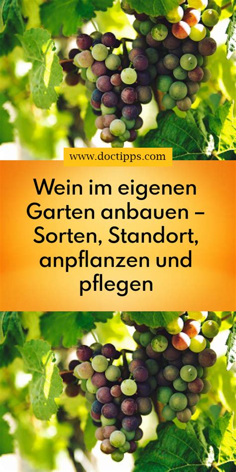 Weinanbau Im Garten