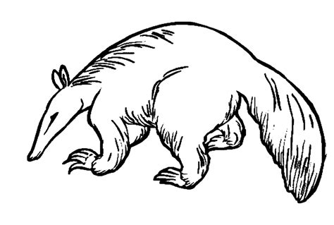 25 Free Printable Anteater Coloring Pages