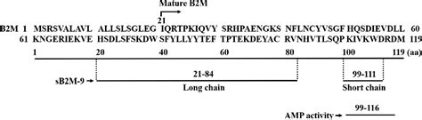 Figure 1 From The Double Edged Sword Of Beta2 Microglobulin In