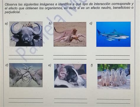 Observa las siguientes imágenes e identifica a qué tipo de interacción