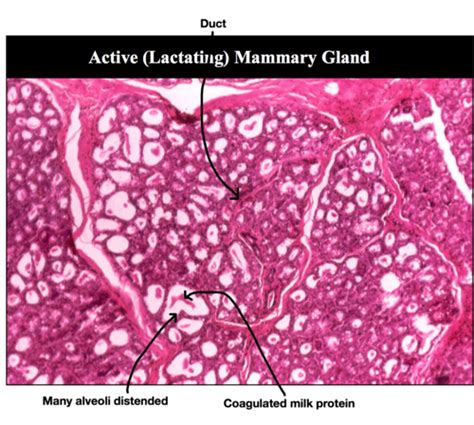 Mammary Gland Histology