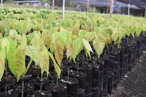 Plantas De Cacao Theoobroma Cacao L En Vivero En Mercado Libre