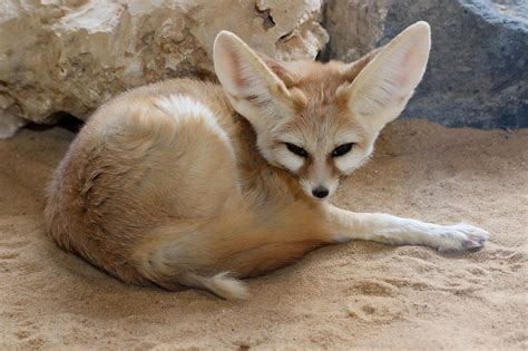 Fennec Fox Facts Size Lifespan Habitat Pictures