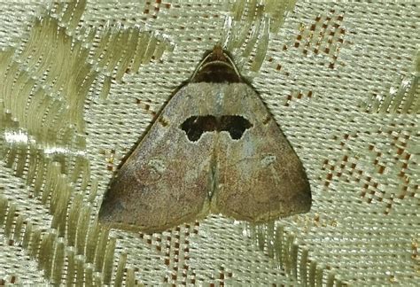 Mariposas Lepid Ptera Heterocera Del Municipio De Galeras Sucre