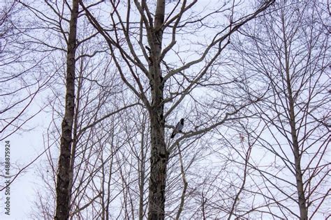 Raven on a tree. Gloomy dark raven among the branches in winter. Raven ...