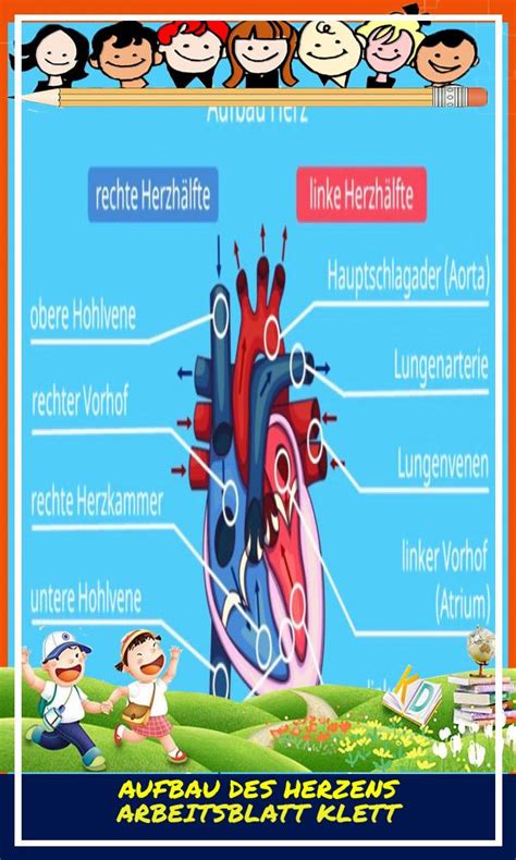 Aufbau Des Herzens Arbeitsblatt Klett Biologie Arbeitsbl Tter