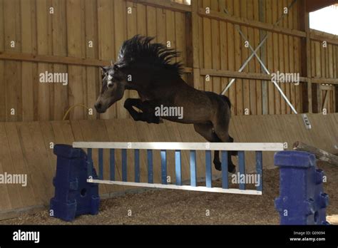 Connemara pony jumping hi-res stock photography and images - Alamy