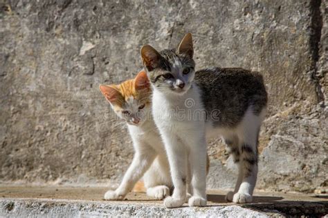 Pelekas Village Corfu Stock Photo Image Of Holiday 34544296