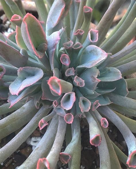 Echeveria Decora Echeveria Succulents Succulent Soil