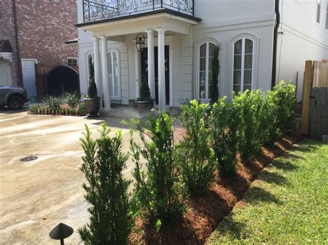 Landscape Shrubs Trees Metairie New Orleans