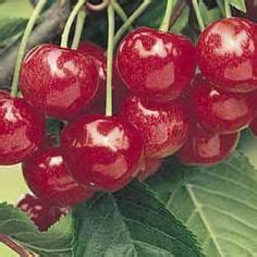 Montmorency Pie Cherry Tree Botanical Name:Prunus cerasus 'Montmorency' Semi-Dwarf Common Name ...