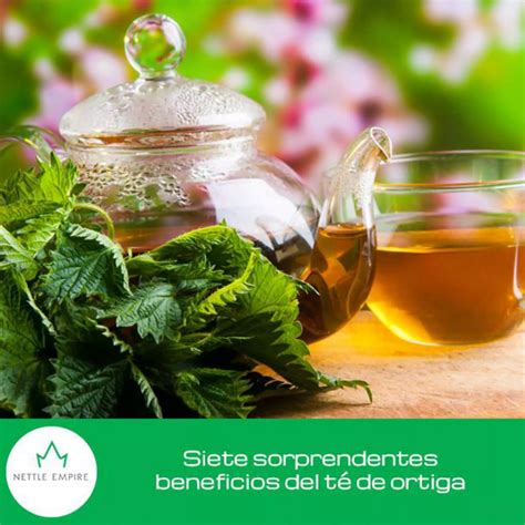 Siete sorprendentes beneficios del té de ortiga PDF