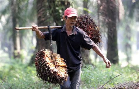 Apkasindo Harap Presiden Bantu Lindungi 16 Juta Petani Sawit Economic