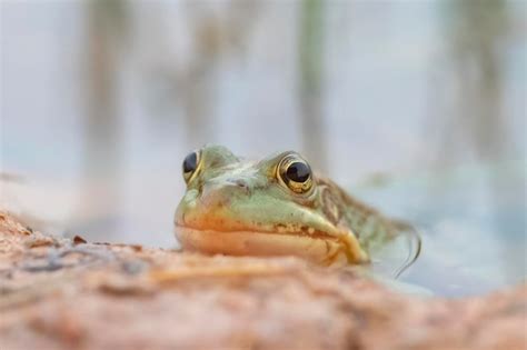 Premium Photo Iberian Green Frog Pelophylax Perezi Malaga Spain