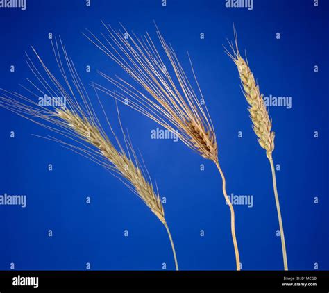 COMPARING GRAINS RYE BARLEY WHEAT STUDIO Stock Photo Alamy