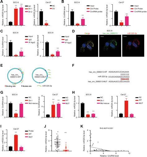 CircRNA Has Circ 0069313 Induced OSCC Immunity Escape By MiR 325 3p