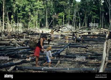 Brazil Amazon Amazonas Burned And Deforested Rainforest Near Jurua