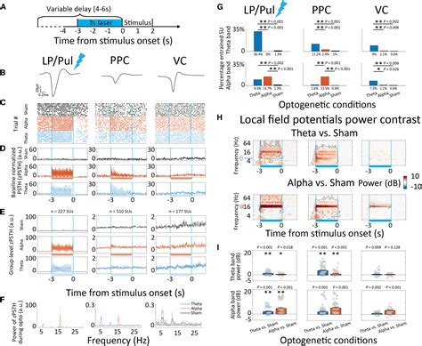 Causal Oscillations In The Visual Thalamo Cortical Network In Sustained