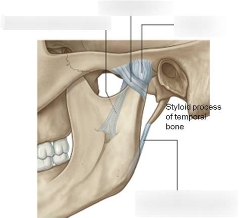 Diagram Of Tmj Ligaments Quizlet