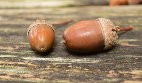 Bellotas La Semilla Que Da La Oportunidad De Cuidar Al Medio Ambiente