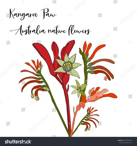 Bunch Australia Native Flower Kangaroo Paw Stock Vector Royalty Free