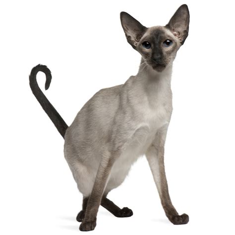 Balinese Cat Breed: Profile, Personality, Facts