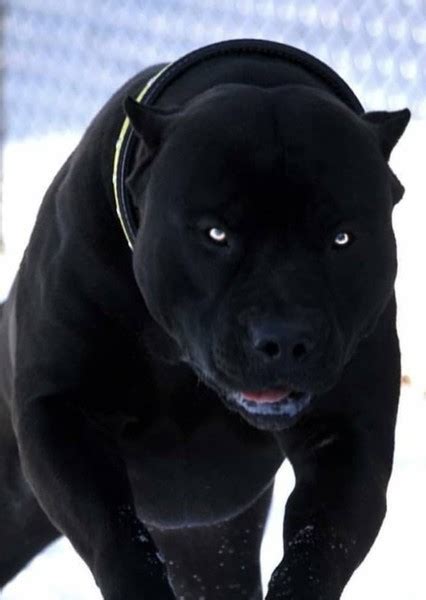 Black Pitbull Fan Casting