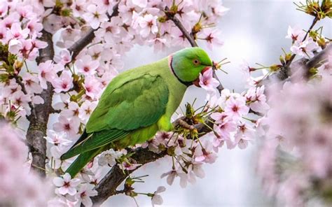 Blossom to last longer this year despite cold snaps, says National Trust